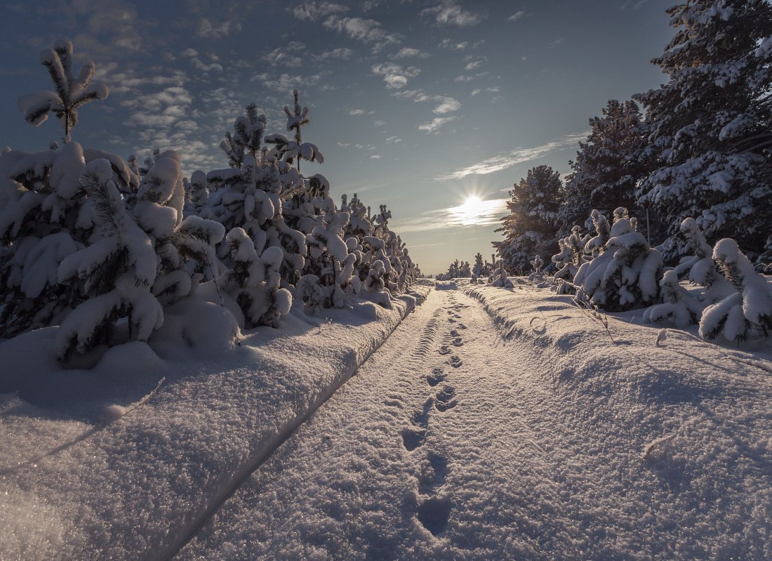 Лес сосны тропинка снег сугробы следы зима солнце, Георгий Машковцев