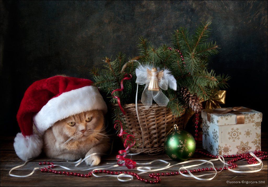 кот, натюркотики, британский короткошерстный, новый год, праздник, ёлка, подарки,, Eleonora Grigorjeva