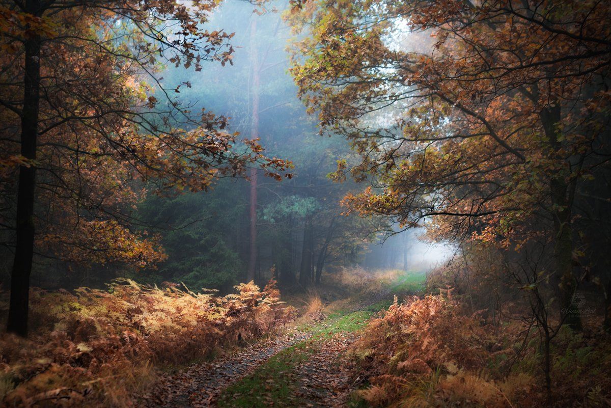#forest, #woods, #autumn, #fall, #fog, Wiesia Leal
