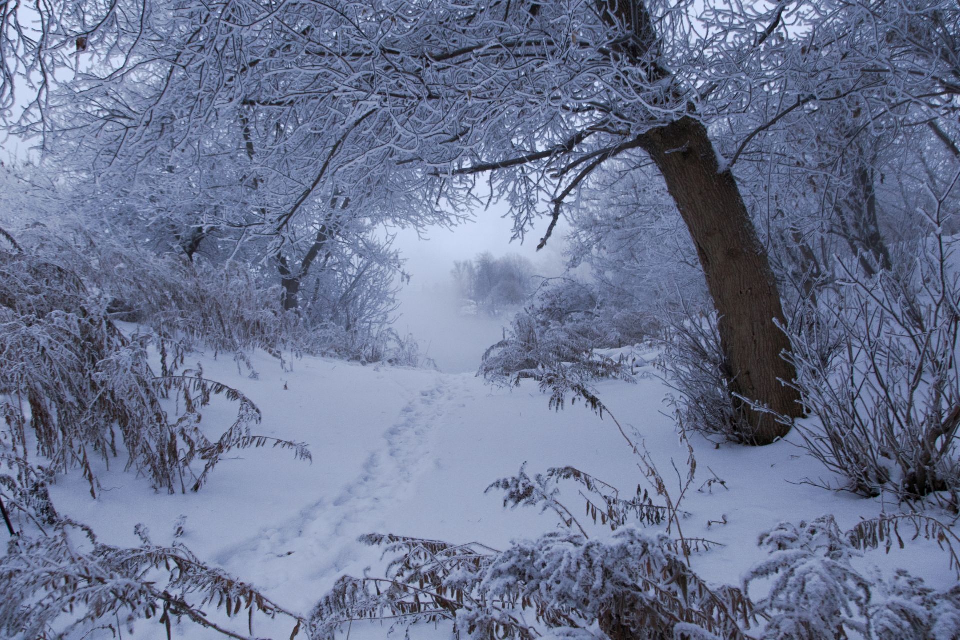 зима, снег, туман, утро, горячка, пейзаж, красота, Виктор Бертяев