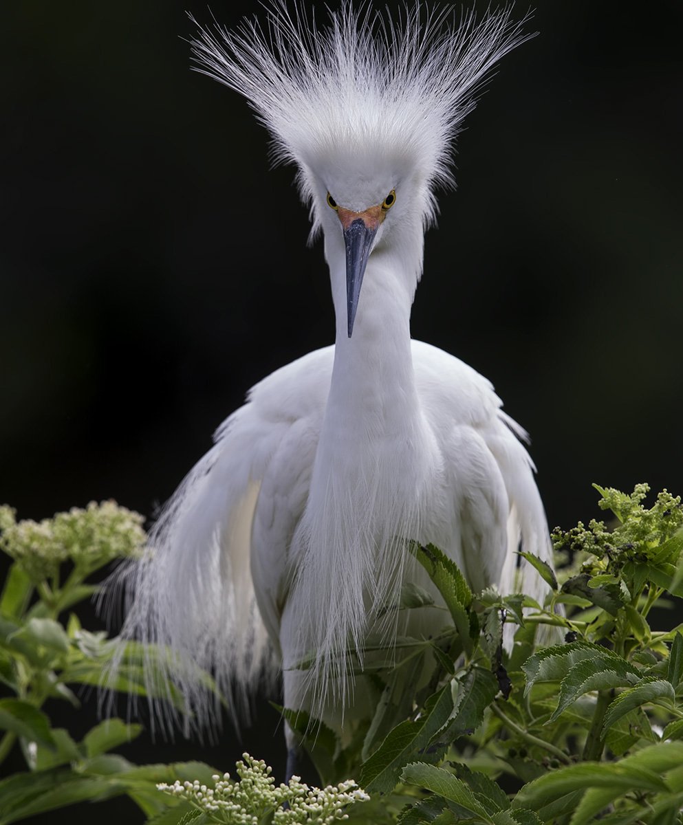 florida, heron, snowy egret, американская белая цапля, флорида, цапля, Elizabeth Etkind