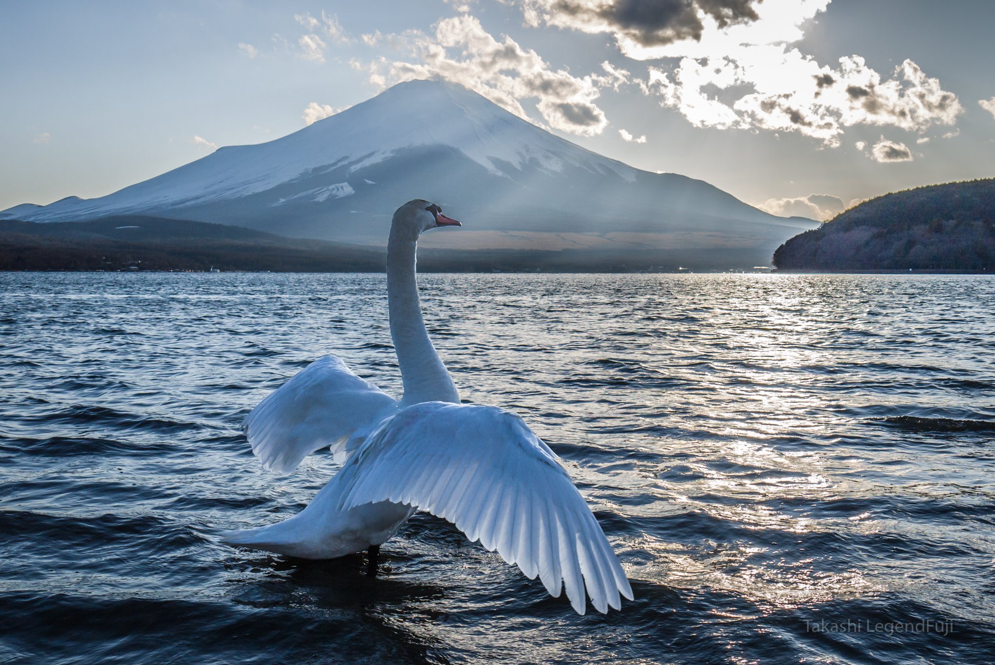 fuji,mountain,Japan,lake,water,swan,, Takashi