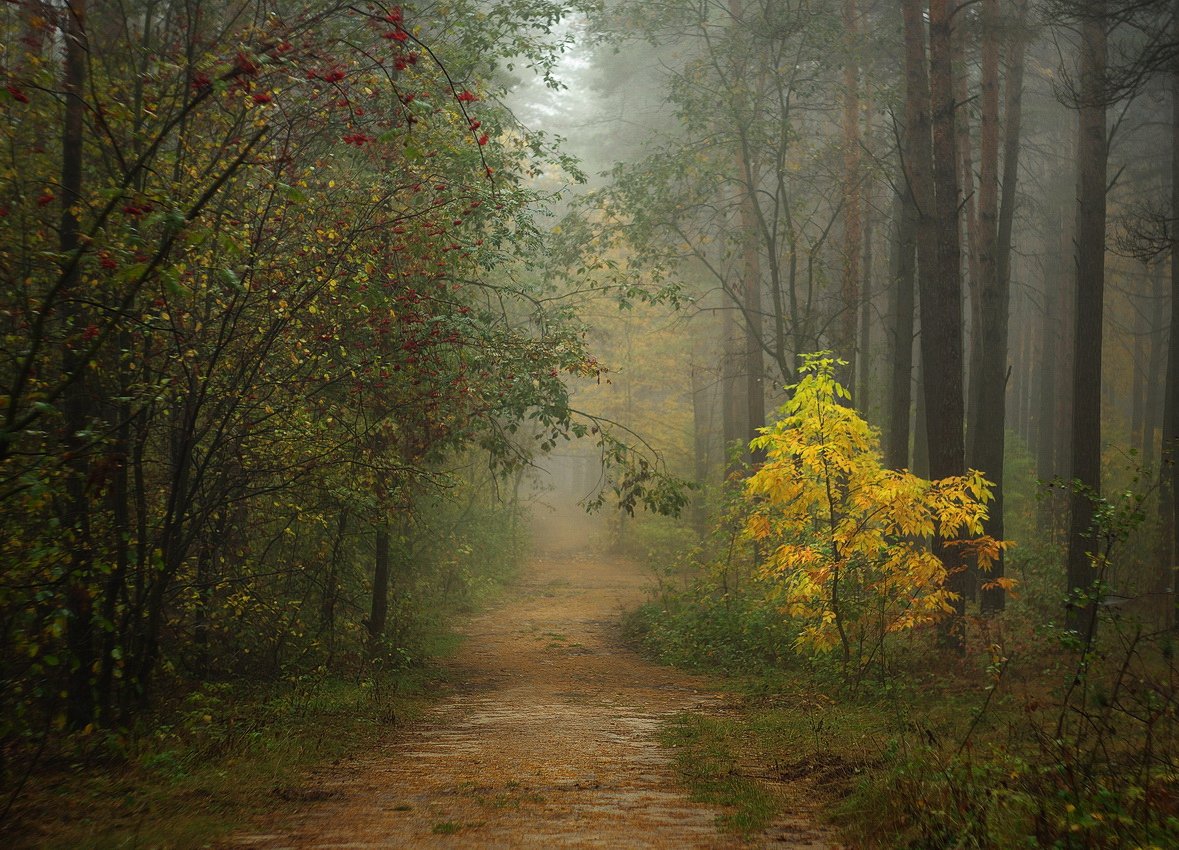 осень, утро, лес, туман, autumn, morninig, fog, forest, Сергей Шляга