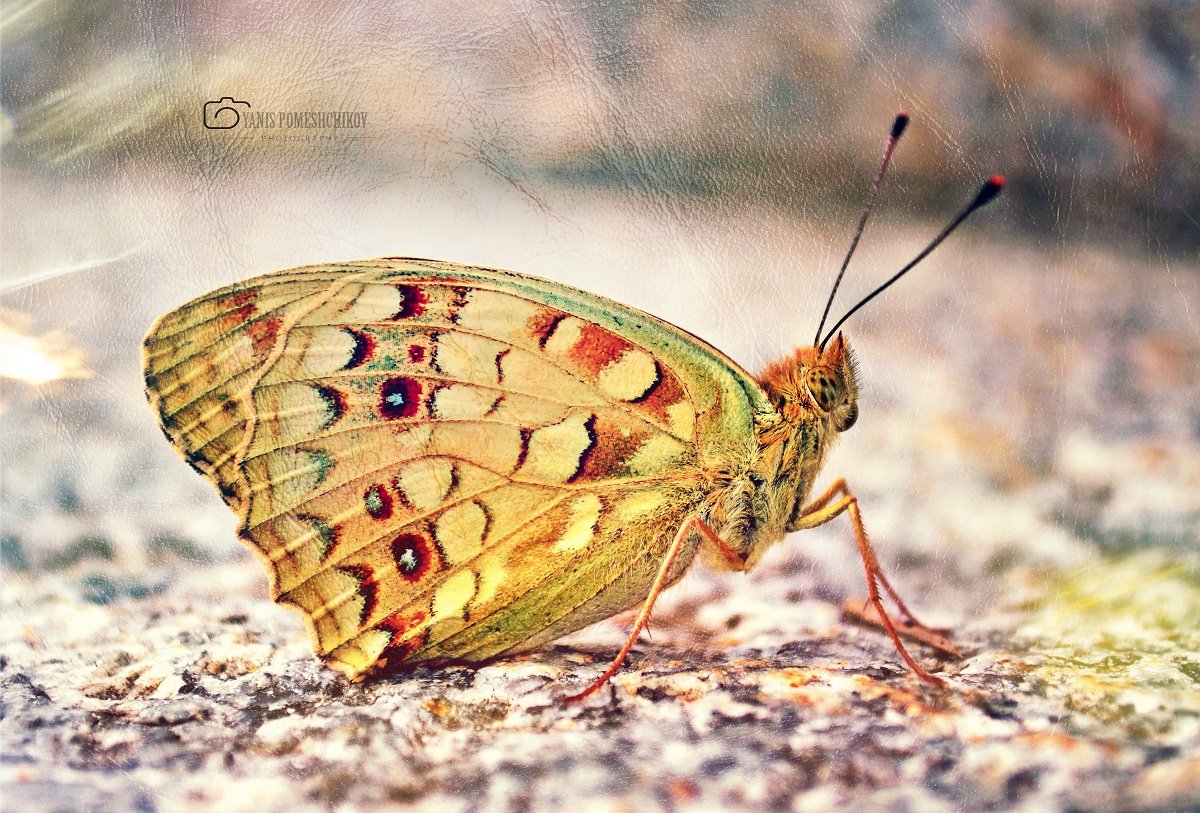 butterfly,nature,insects, Помещиков Ян