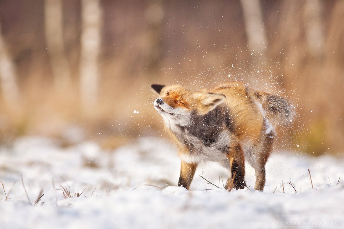 fox, red fox, fuchs, winter, wildlife, wild, snow, cold, animals, mammals, lucky, Tomasz Wieczorek