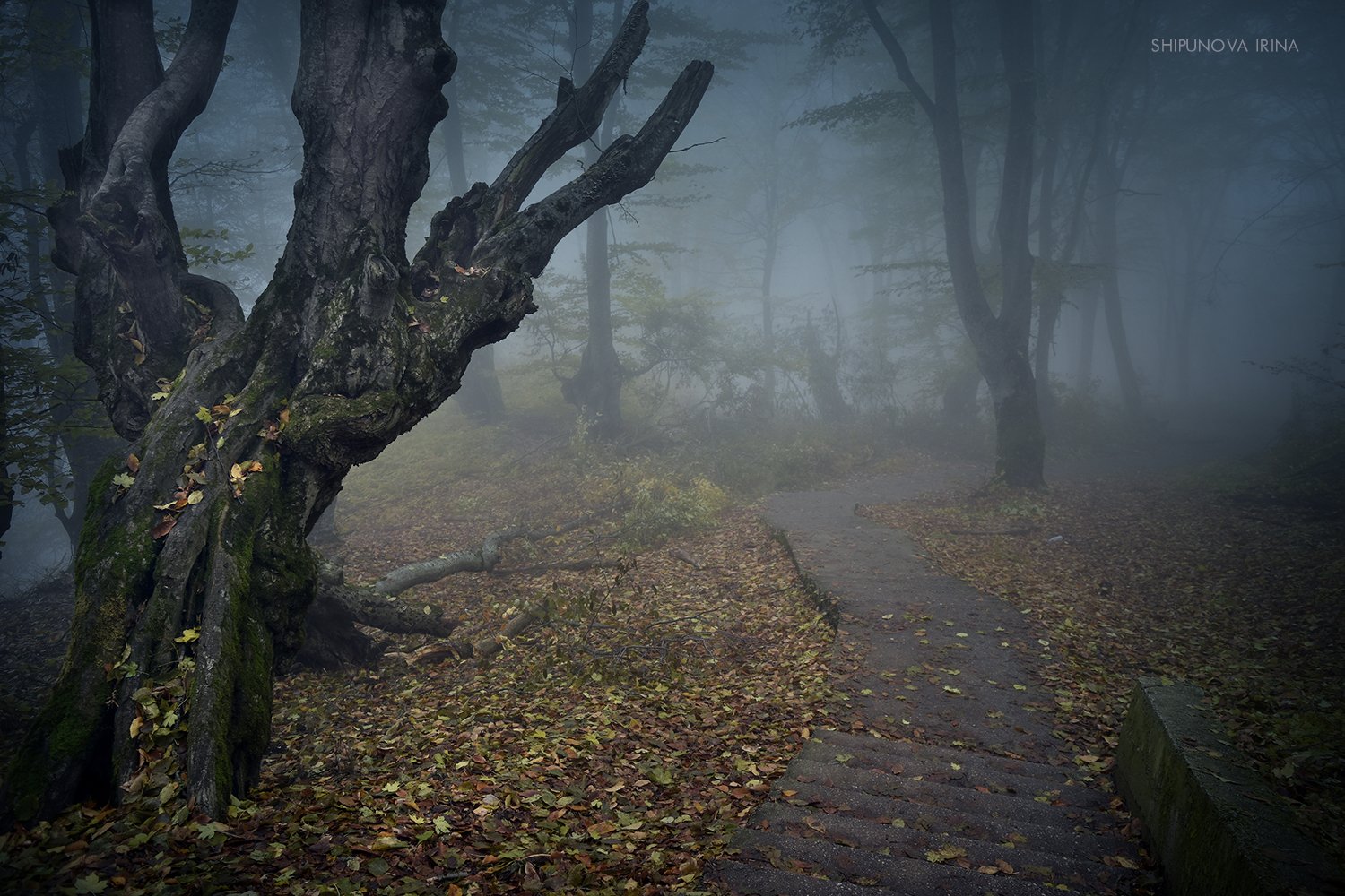 лес сказочный туман чинара осень, Шипунова Ирина