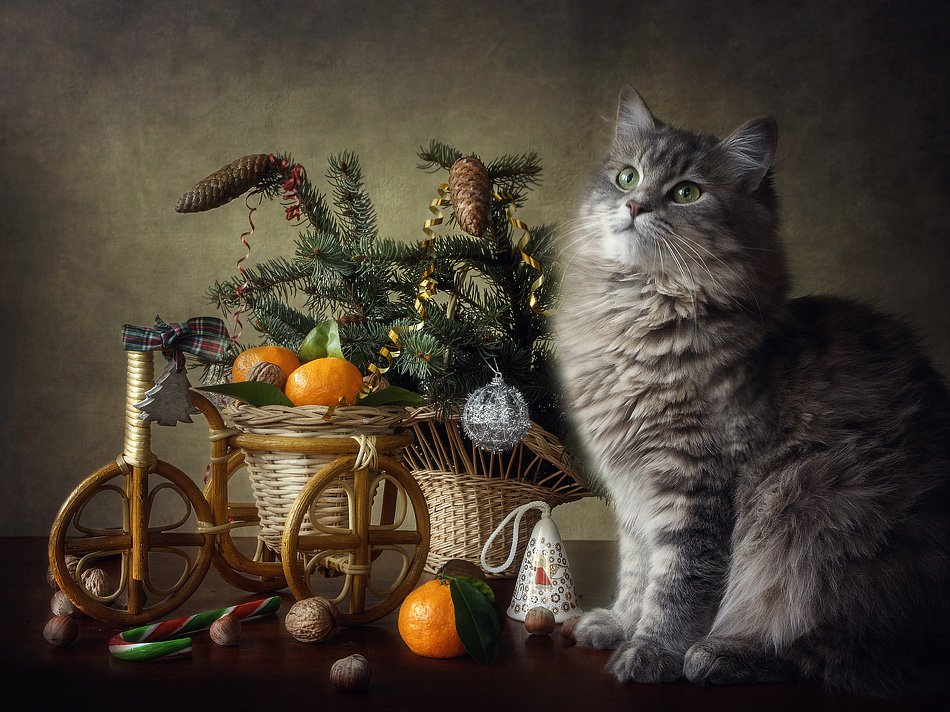 фото, кошка масяня, велосипедик, мандарины, елка, сладости, Ирина Приходько