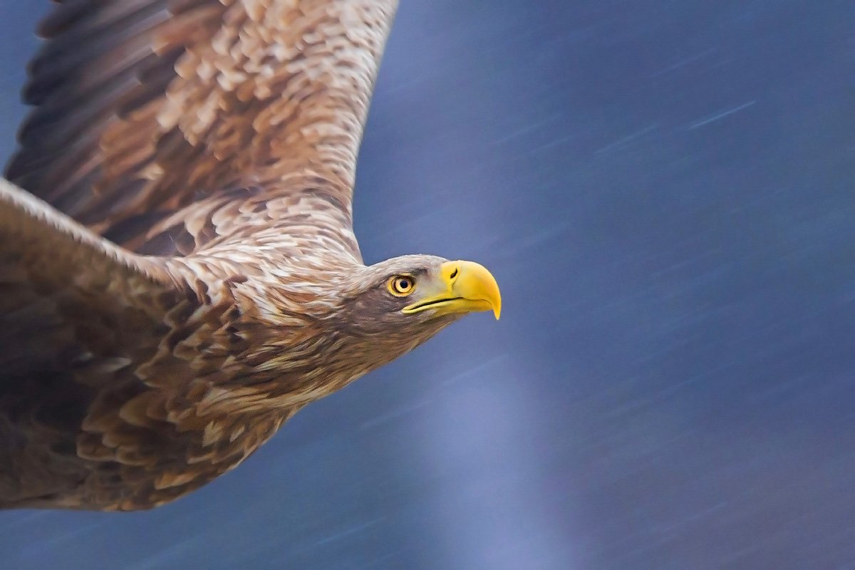 eagle, king of the skies, bird, haliaeetus albicilla, white-tailed eagle, Marcin Łukawski