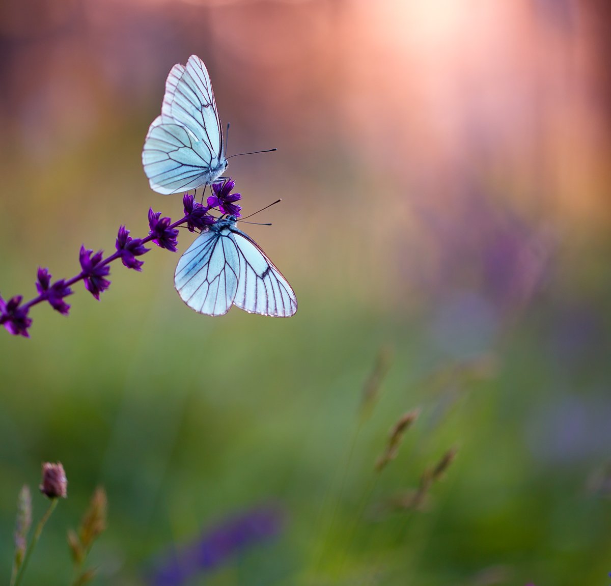 butterfly,butterflies,nature,fairy,light,bokeh,beautiful,wild,wildlife,insects,macro,close up,, Georgi Georgiev (zeromx)