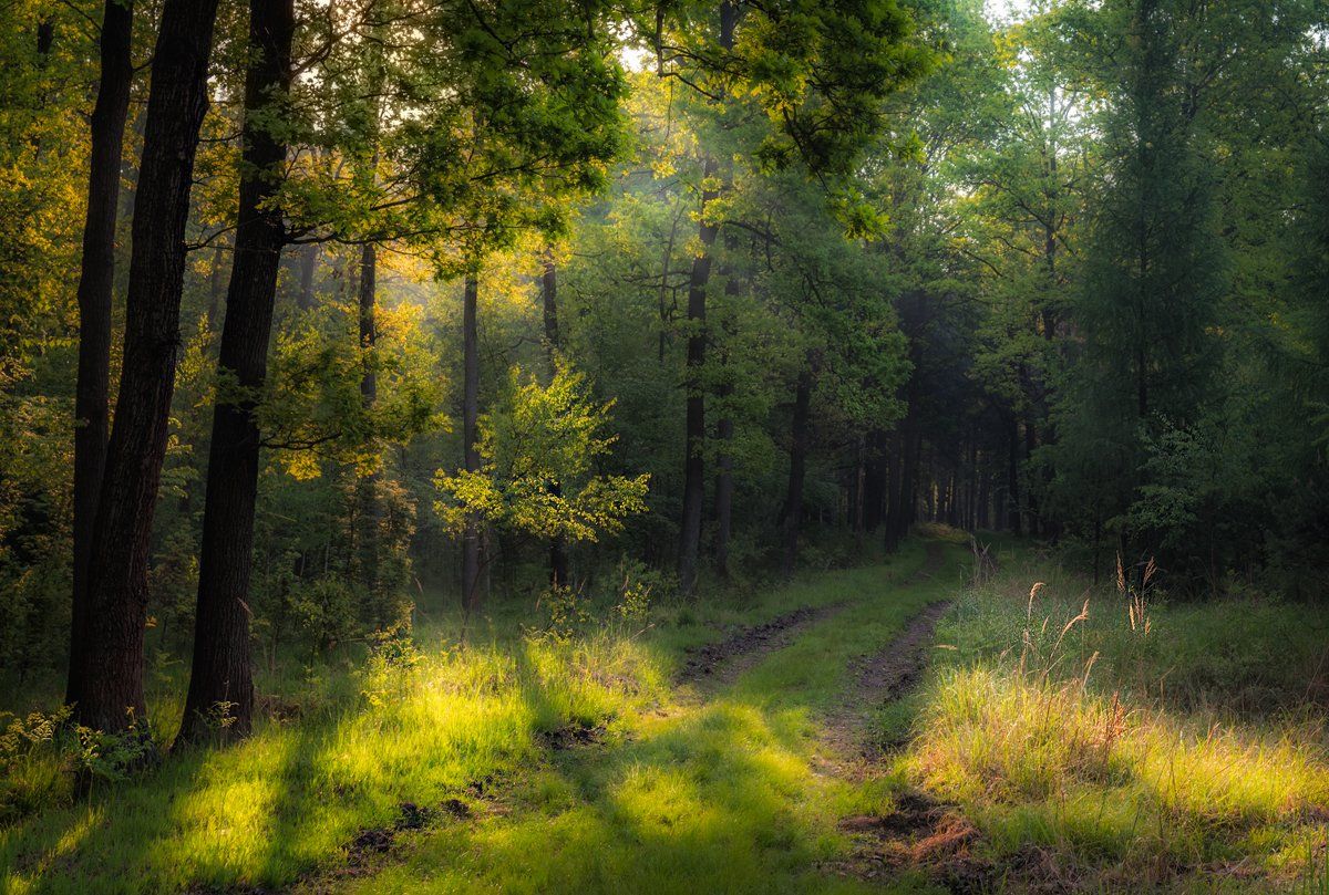 #forest #green #woods #leaves, Wiesia Leal