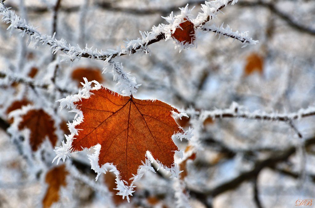 nature, snow, frost, frosted, ice, leaf, brown, branch, winter, bush, color, colors, color image, image, photography, white, light,, Dr Didi Baev