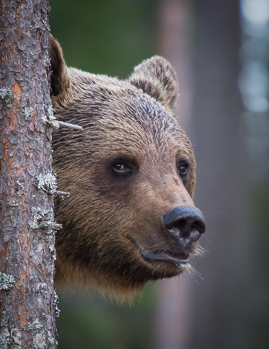 bear, finland, kuhmo, tree, peekaboo, youdie, Jarkko Järvinen