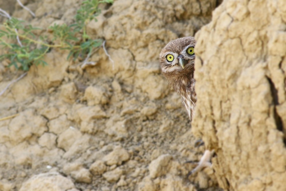 little,owl,birds,northcyprus,wildlife,nature, Hasan Baglar