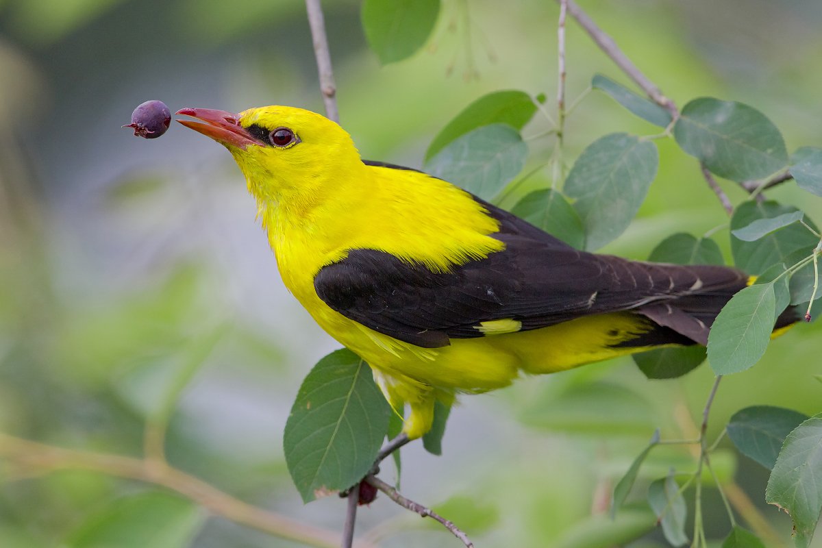 bird, wildlife, nature photography, animals, oriolus oriolus, eurasian golden oriole, Marcin Łukawski