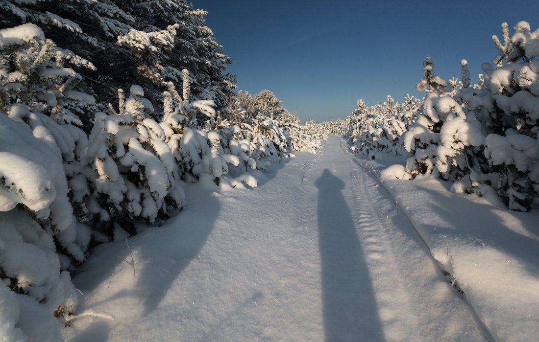 Снег сугробы просека сосны лес тень зима мороз , Георгий Машковцев