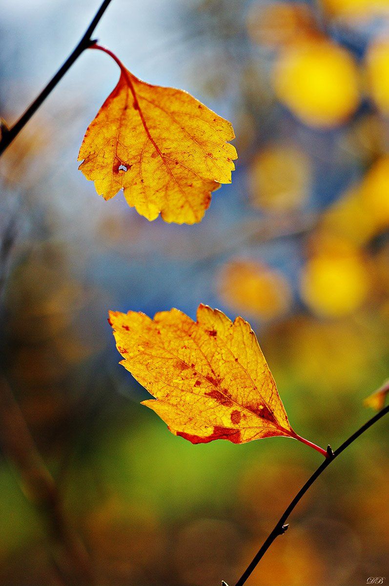 nature, leaf, leaves, brown, branch, color, colors, color image, image, photography, yellow, green, bokeh, macro, autumn,, Dr Didi Baev