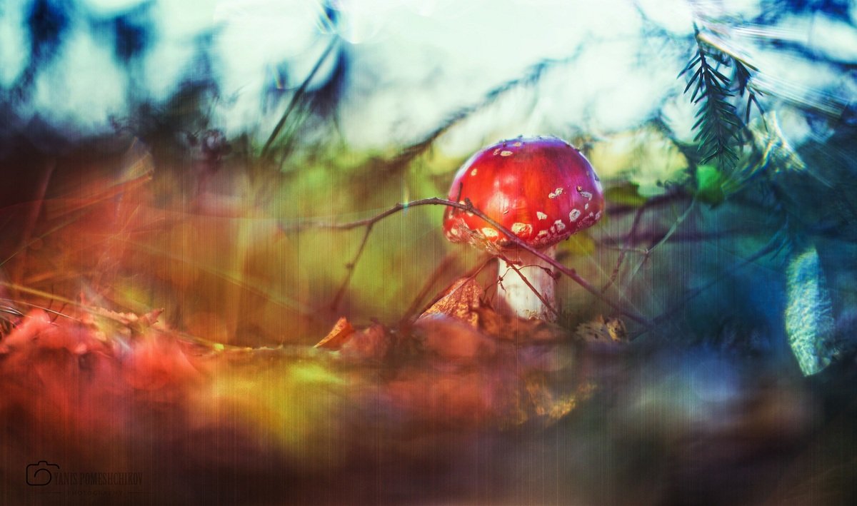 mushroom,nature,, Помещиков Ян