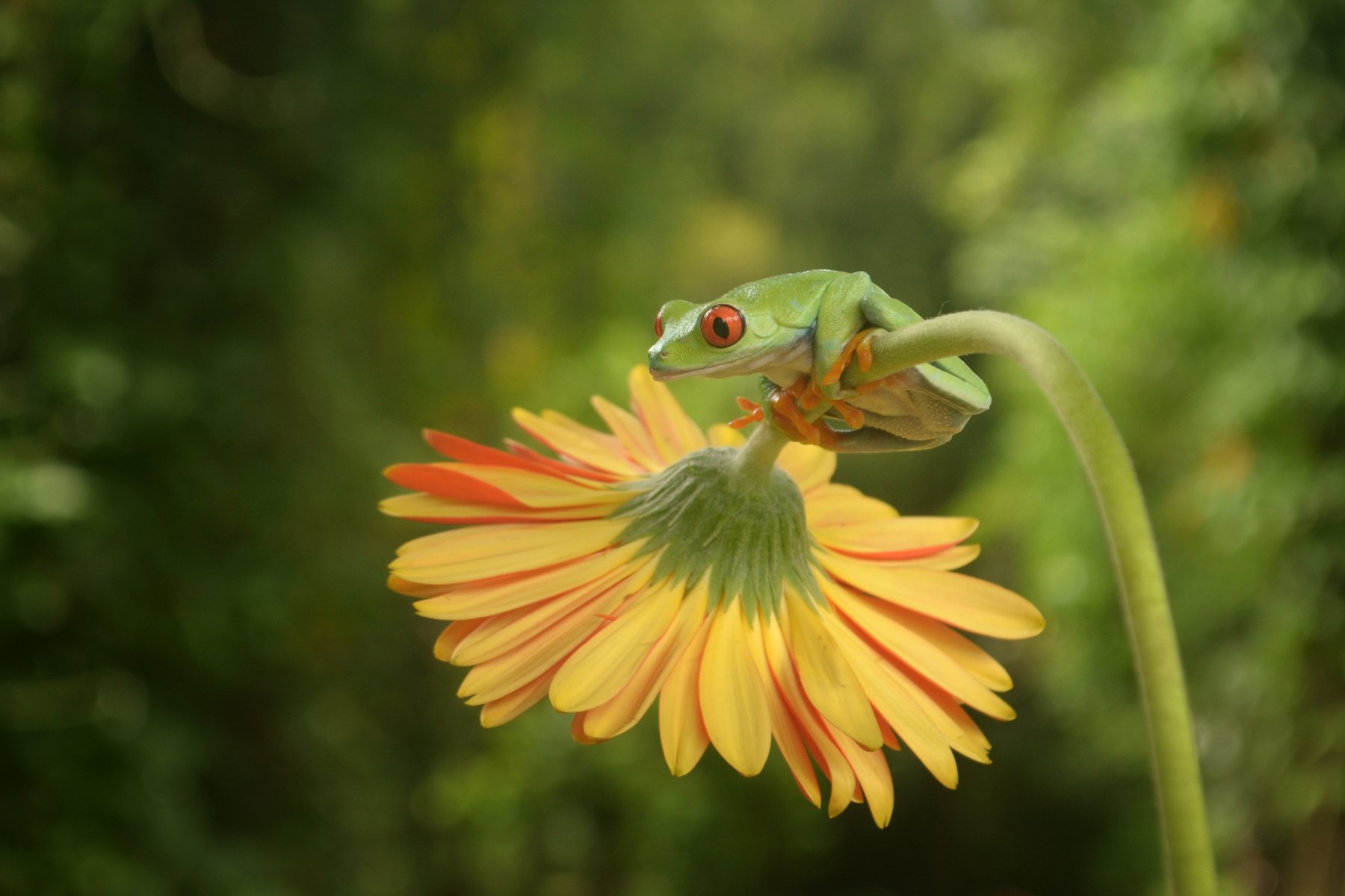 #frog #flower #macro #animal, Angga