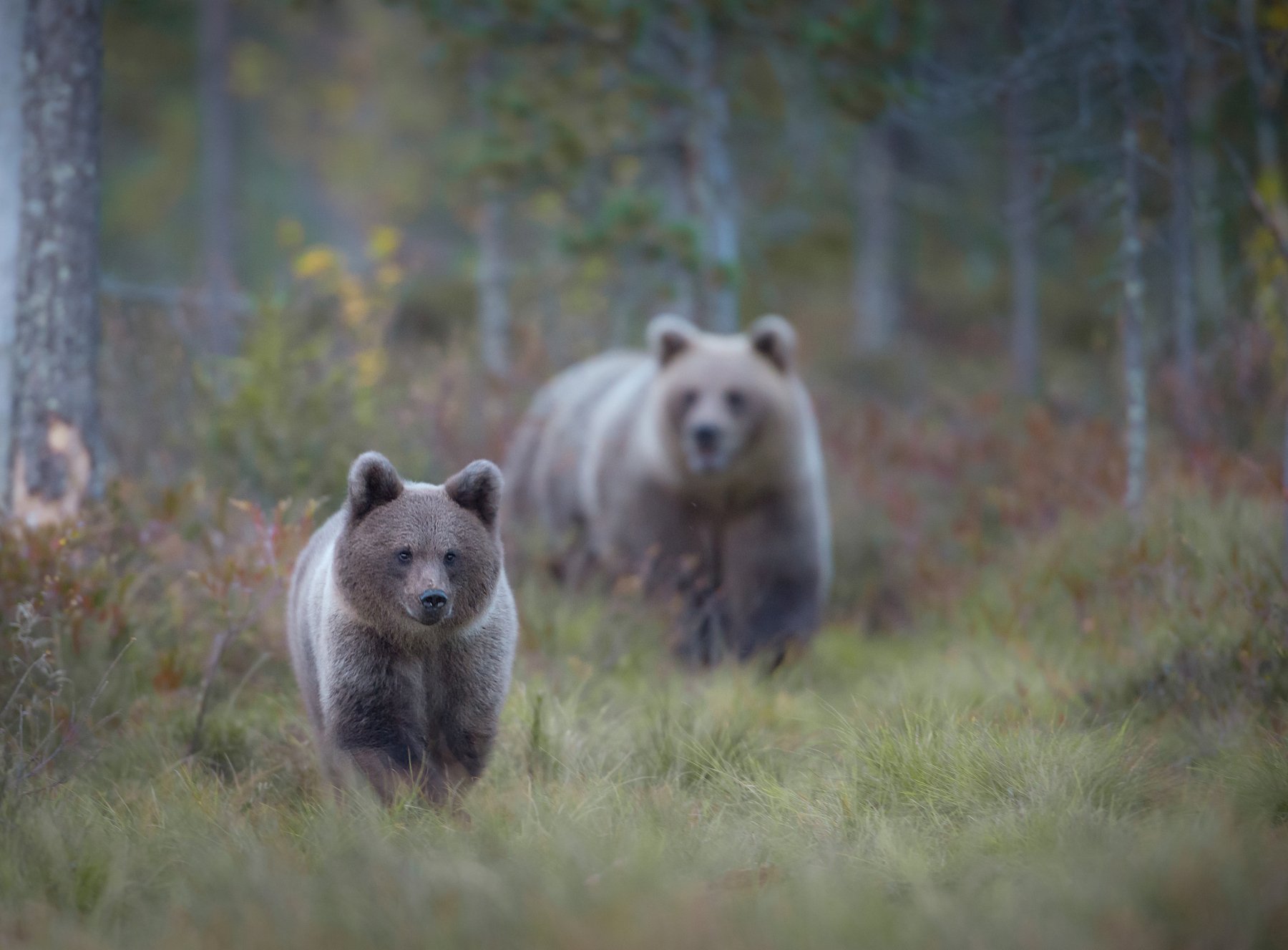 Bears, Finland, autumn, cub, , Jarkko Järvinen
