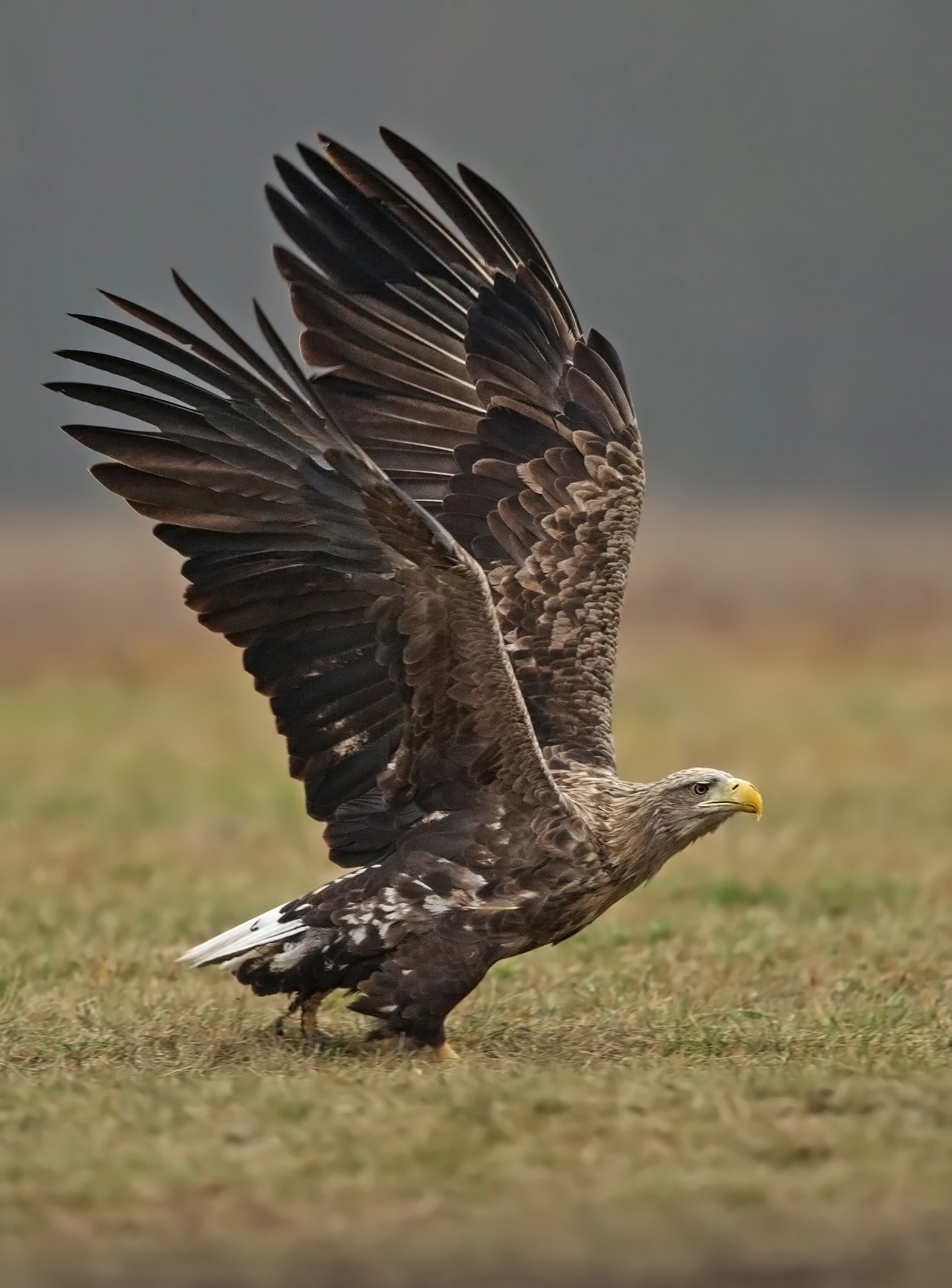 white-tailed eagle, Ivan Ivanov