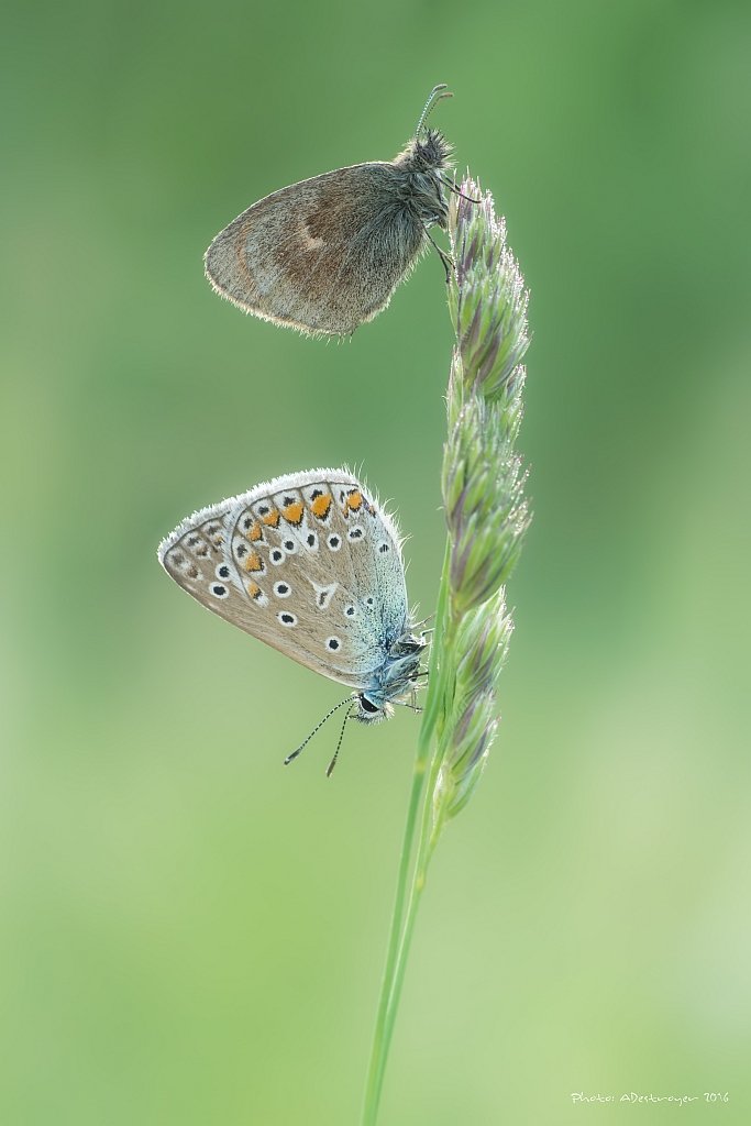 Macro Nature Butterfly, Ryszard Lal