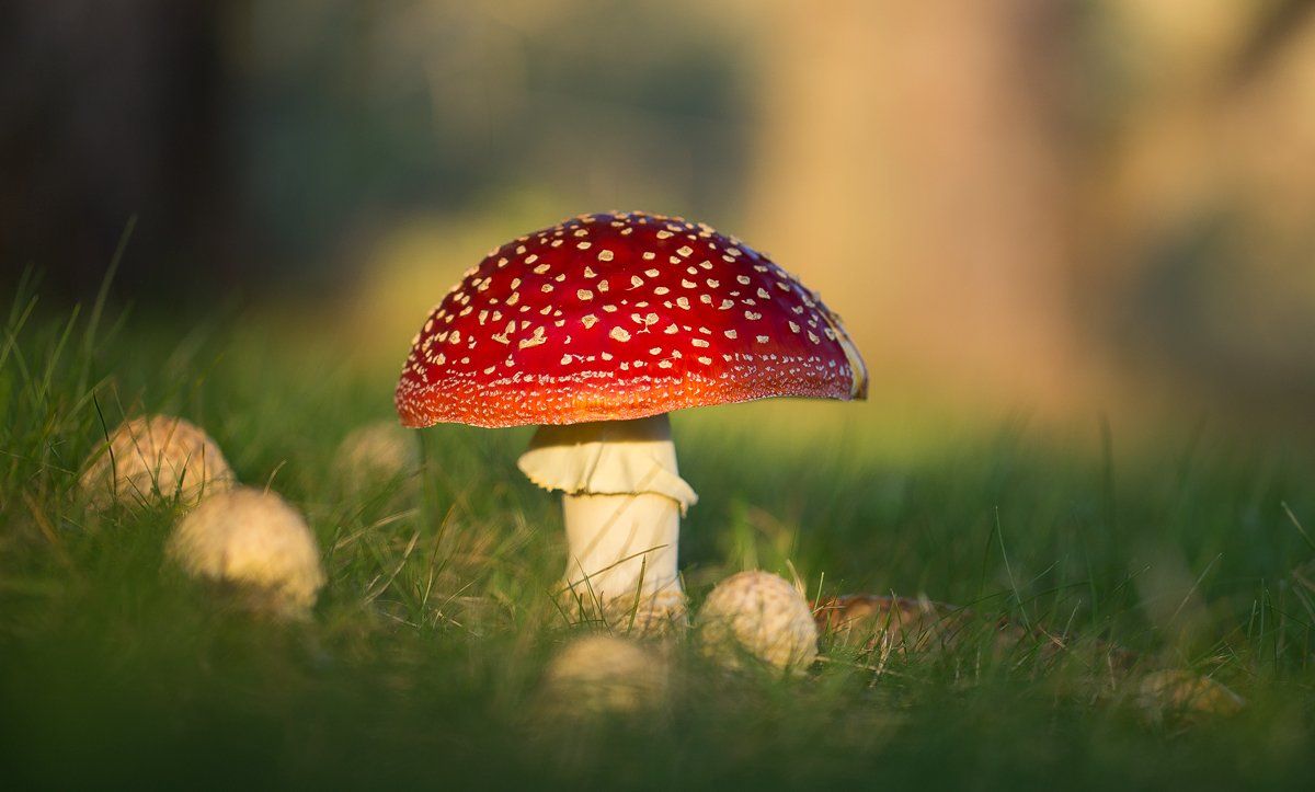 amanita muscaria,mushrooms,mushroom,poison,fairy,light,bokeh,beautiful,nature,macro,close up,fairy tale,wild,wildlife,, Georgi Georgiev (zeromx)