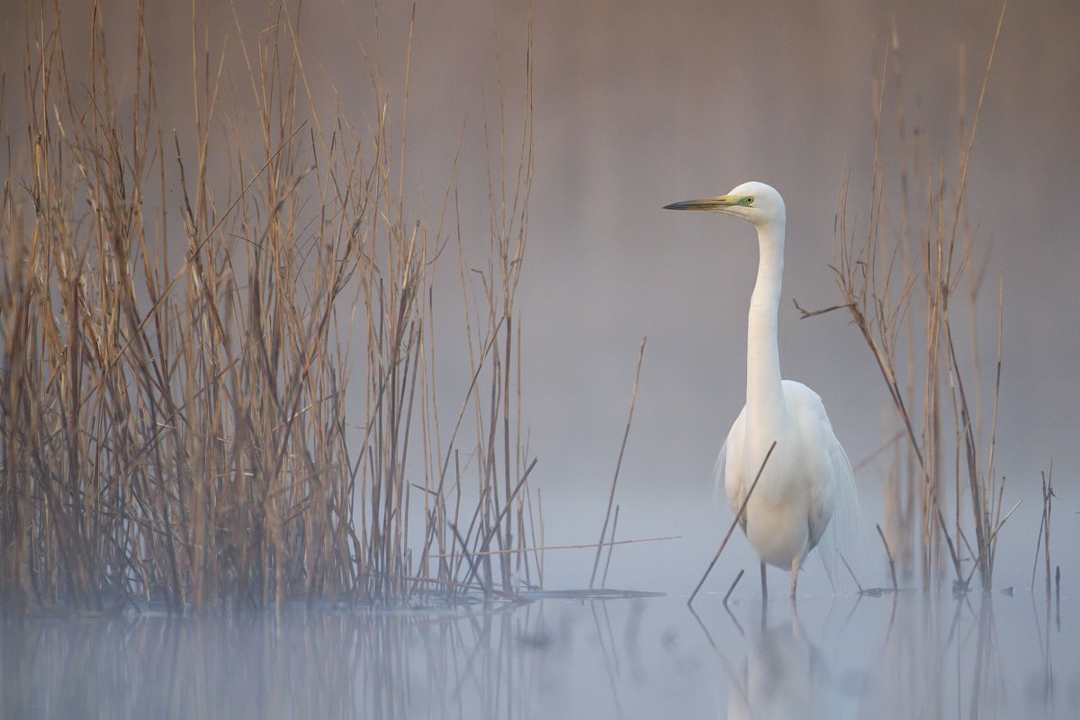 greategret, Grzegorz Zimny