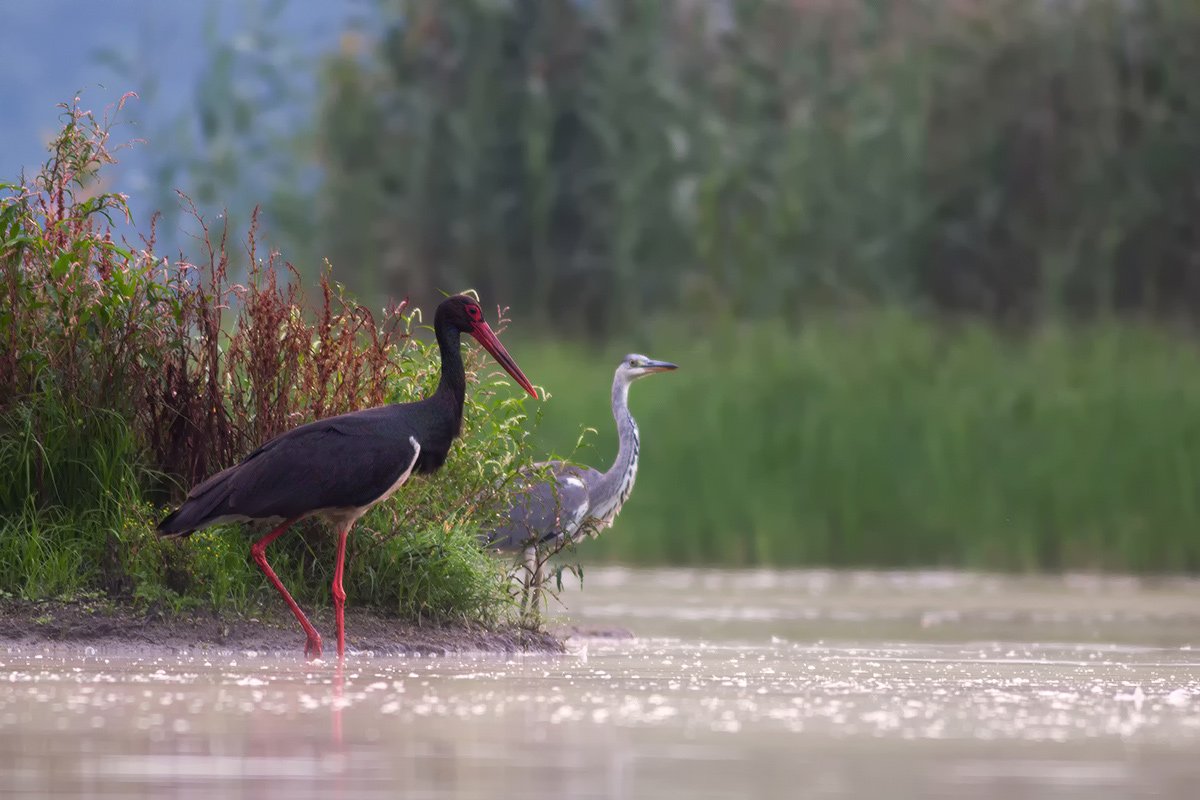 animals.nature,bird., olesniczanin