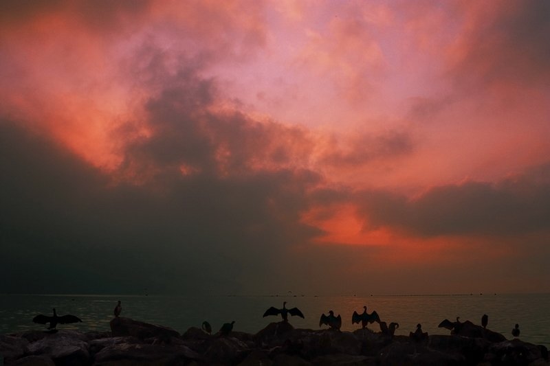 море, восход, птицы, Evgeniy Vorobyov