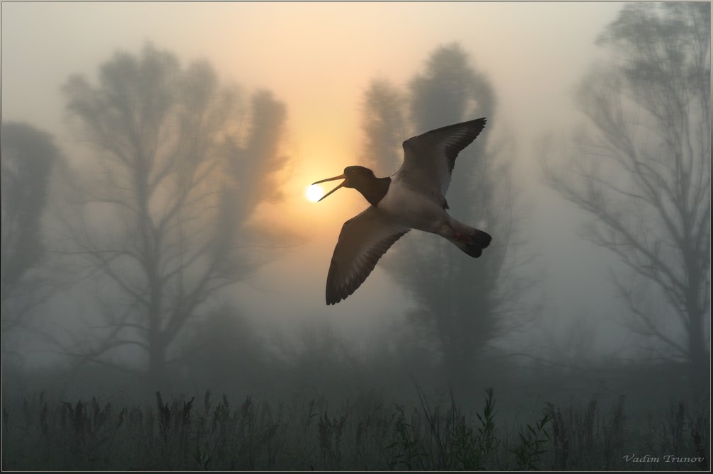 Молчание птиц. Фотопейзажи Вадима Трунова.
