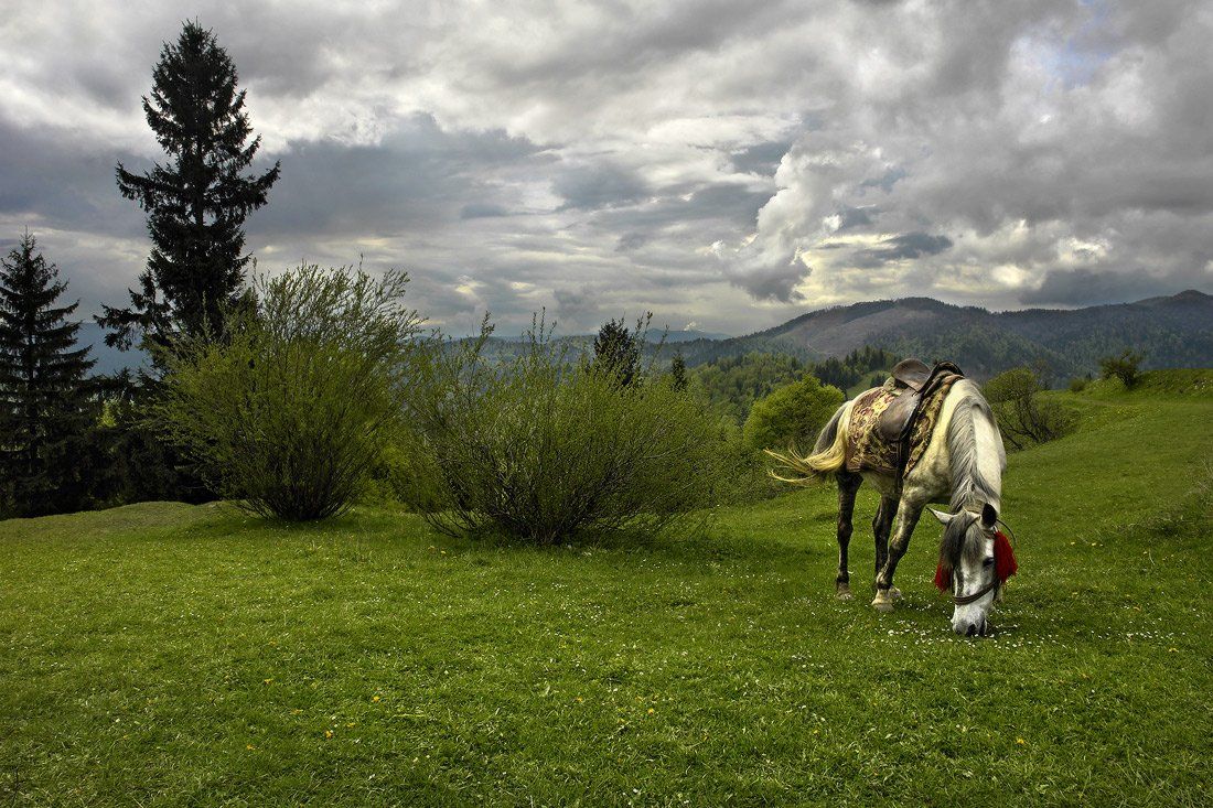 козлов артур, лошадь, карпаты, горы, пейзаж, Kozlov Artur