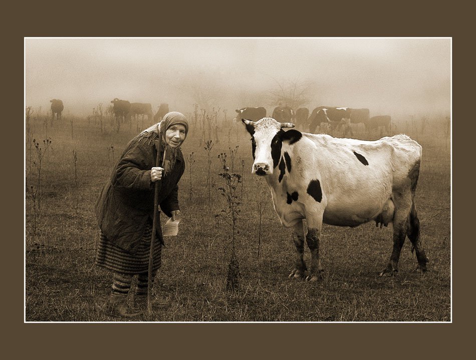 художественная, фотография, бабушка, с, коровой, утро, туман, пастушка, на, пастбище, двое, и, письмо., двое., туманным, утром., сельская, жизнь, Yarfar