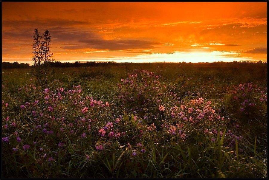 закат,колокольчики,цветы,солнце,владимир,шипулин,пейзаж,природа, Vladim_Shipulin