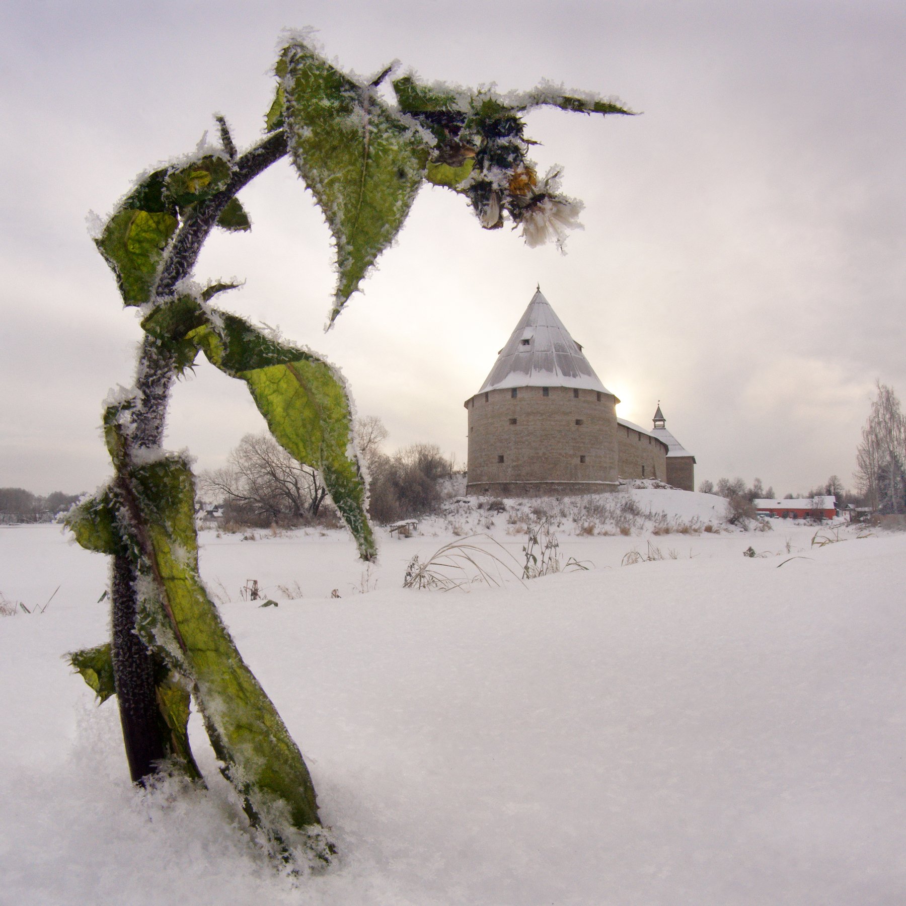 старая ладога, цветок, крепость, снег, Ольга Аристова