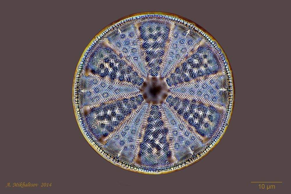 actinoptychus maculatus; ископаемые диатомовые водоросли, Анатолий Михальцов