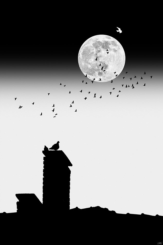 bird, birds, concept, conceptual, collage, black and white, editing, composing, digital art, moon, white, black, art, fine art, surreal, surrealism, digital, photography, post processing, composition, photo collage,, Dr Didi Baev