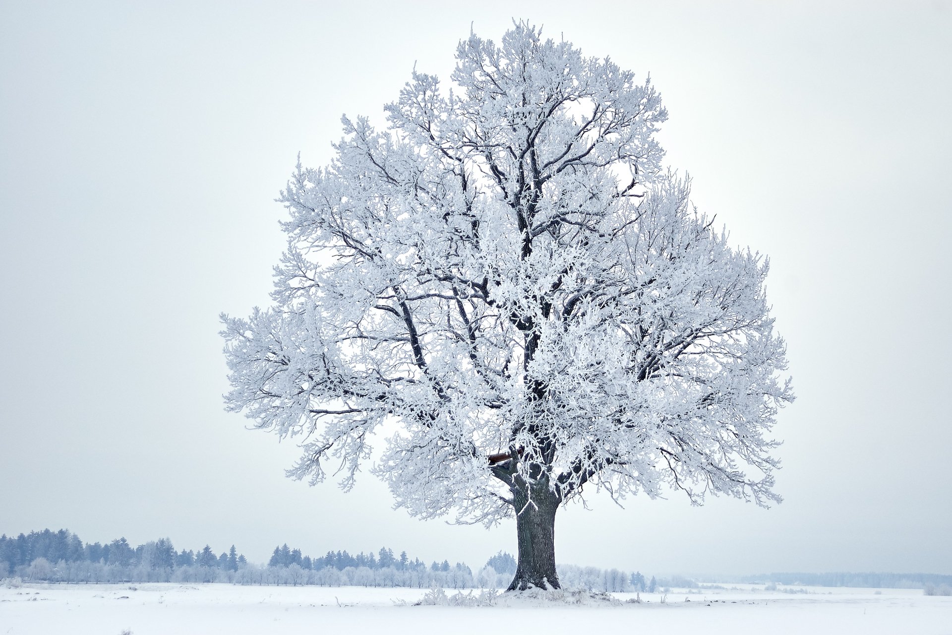 Winter tree. Деревья зимой. Деревья в снегу. Иней на деревьях. Рисование деревья в инее.