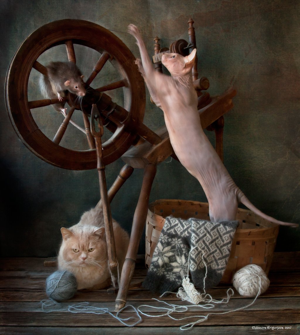 крыса-дамбо, натюркотики, крысиные истории, прялка, сфинкс, британский короткошерстный кот, нитки, шерсть, пряжа, Eleonora Grigorjeva