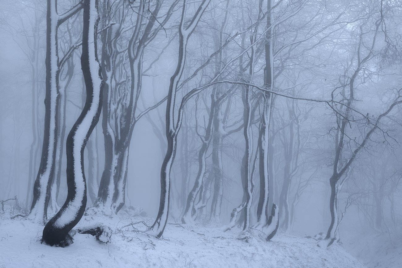 czech republic, ore mountains, winter, cold, frost, beeches,fog, mist, snow, Tomas Morkes