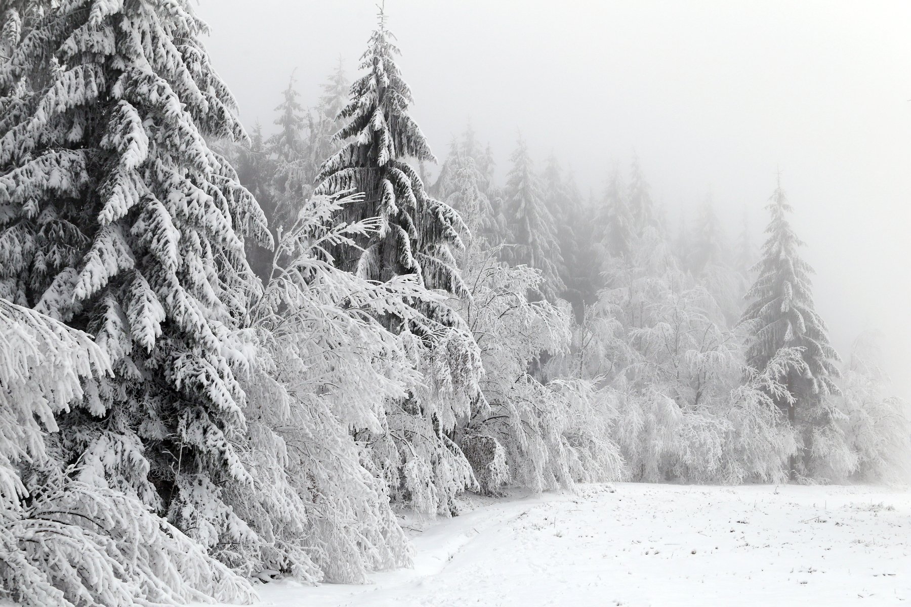winter,snow,white,trees,fog, Marius Turc