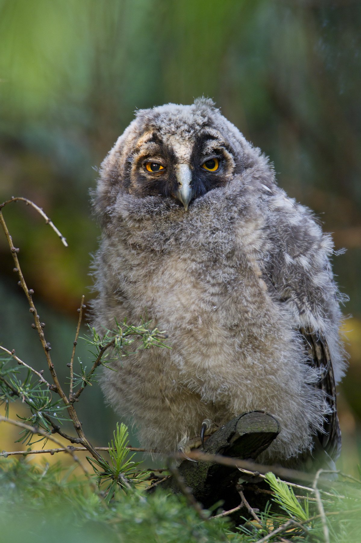 long-eared owl, Grzegorz Zimny