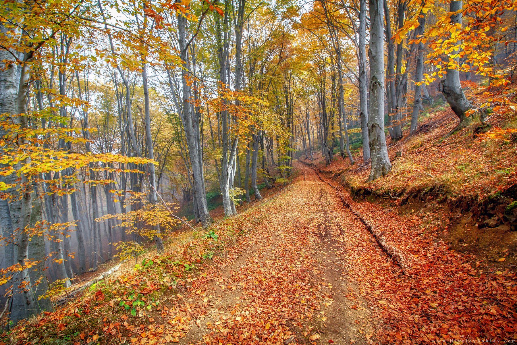 forest, autumn, rhodope, mountain, Bulgaria, october, travel,, Николай Бъклев