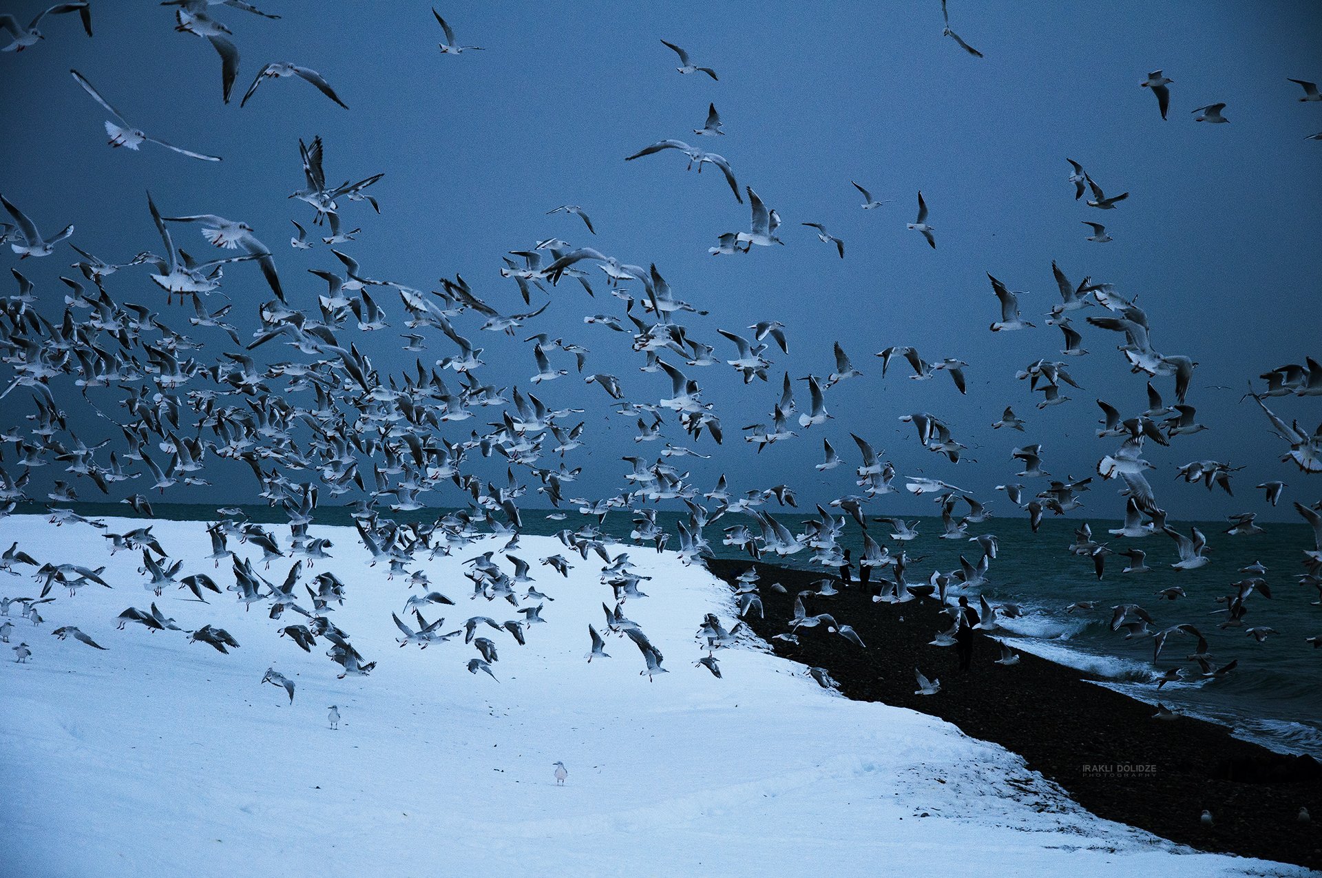 landscape, sea, winter, snow, seagulls, fling, seaside, frozen, cold, outside,, ირაკლი დოლიძე