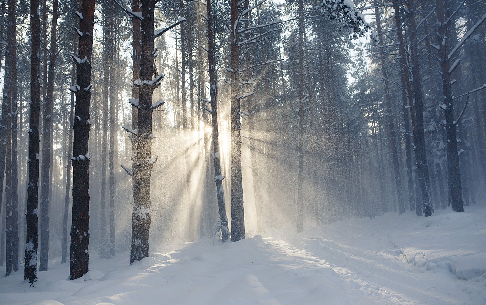 лес, зима, снег, урал, мороз, солнце, снегопад, Евгений Толкачёв