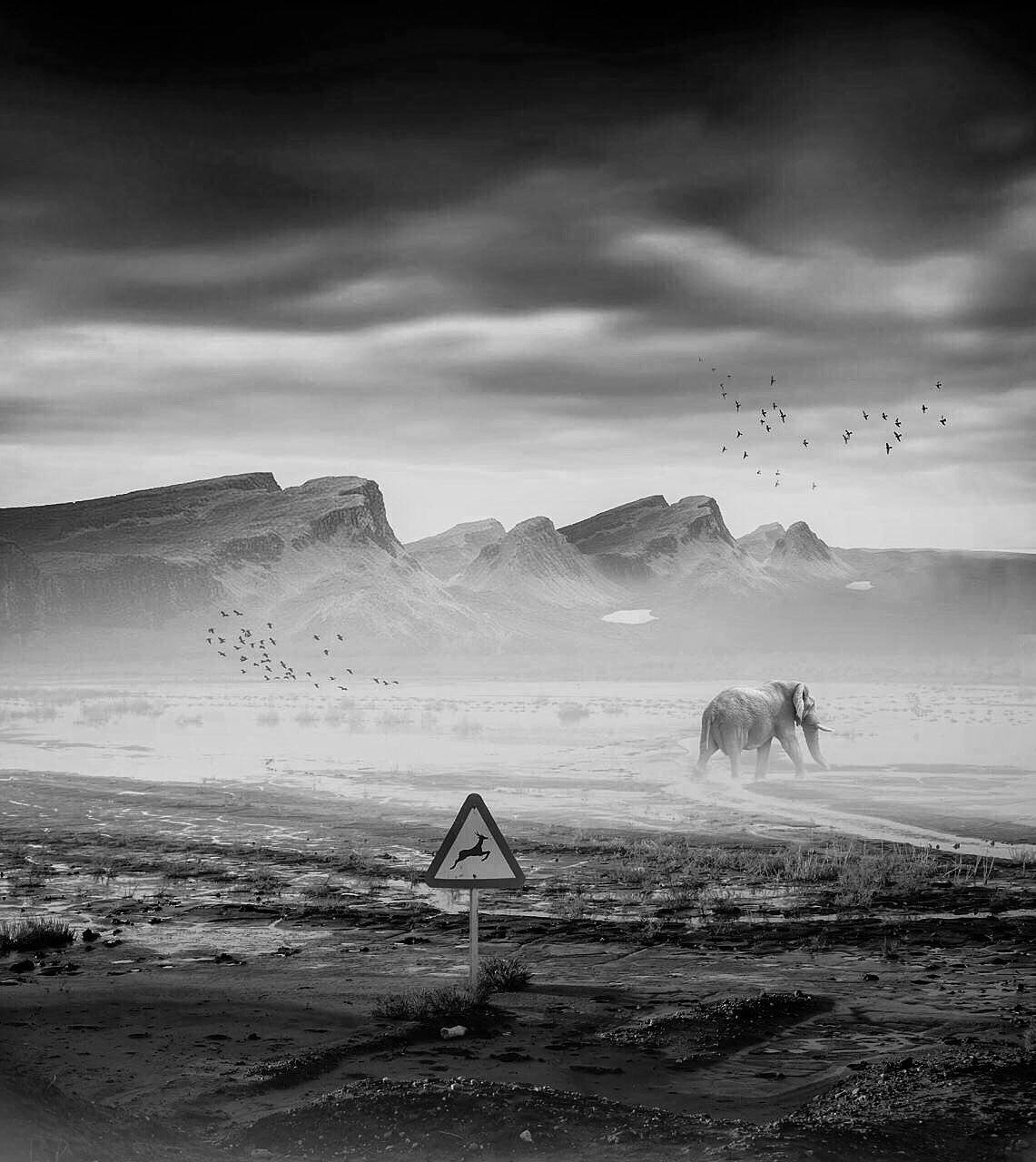 #Cross#breeding #fil #hossein_mehrzad #mehrzad_photo #fine_art #bnw #black_and_white #consept #photoshop #photomontage #mehrzad #art #dark #be_one_bw #bnw_one #bwworld_tr #bnw_rose #hossein_mehrzad #mehrzad_photo #top_bnw #bnw_of_our_world #iran_photograp, Hossein Mehrzad