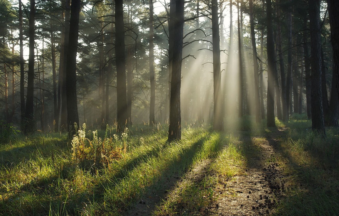 forest, light, foggy, morning, утро в лесу, солнечный свет, дымка, тени, Сергей Шляга