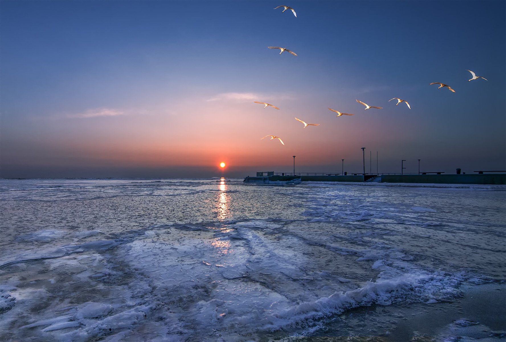 swans,sky,sunrise,ice,lagoon, Daiva Cirtautė