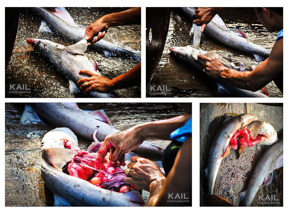 vietnam, shark, slayer, killing, blood, fish, market, ocean, protect, saving, savetheshark, Duong Quach