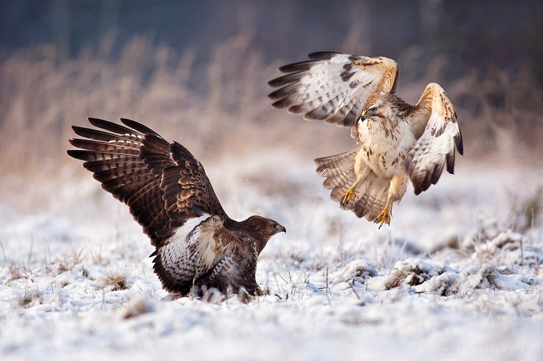 buzzard, buteo buteo, poland, wildlife, winter, fight, hide, birds of prey, Tomasz Wieczorek