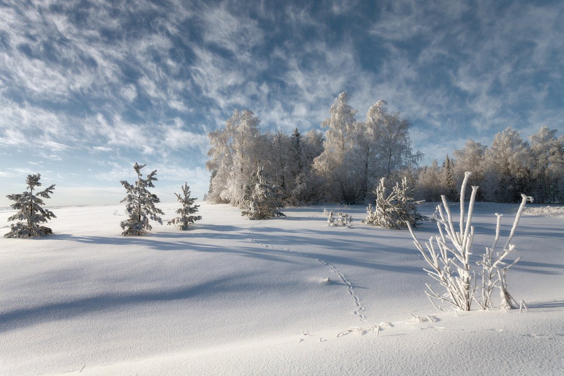 Следы снег сугробы лес зима мороз облака кружева, Георгий Машковцев